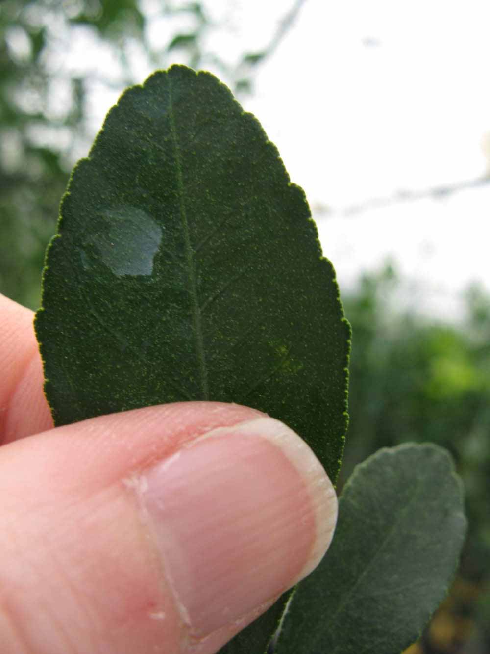              Margin (Phillip Rucks Citrus Nursery, Frostproof, FL)       